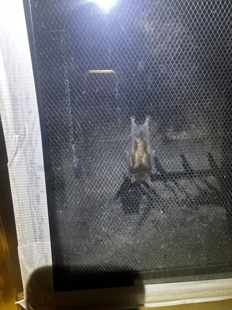 Wildlife Control Sand Lake