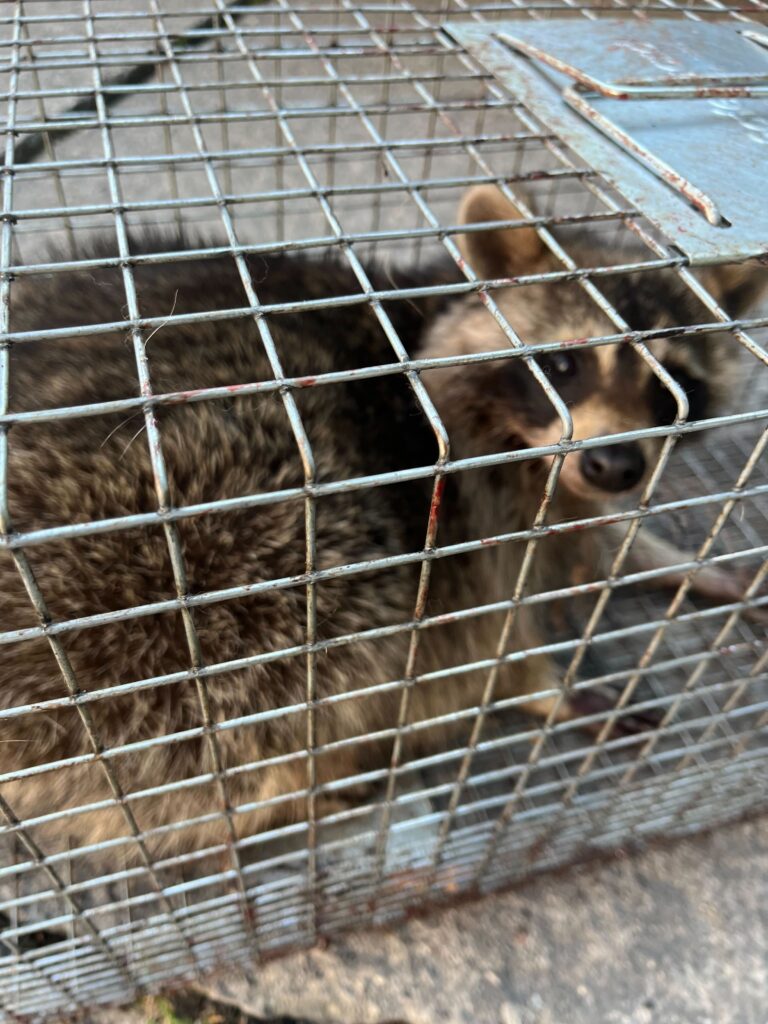 Wildlife Control Sand Lake