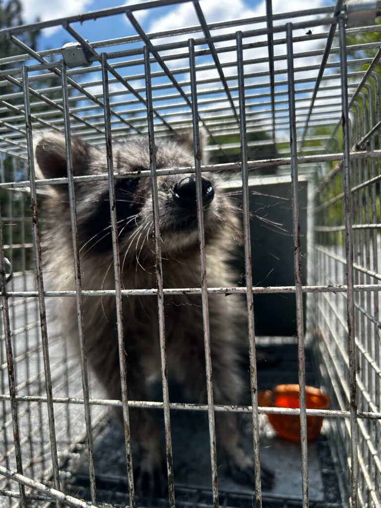 Wildlife Control Sand Lake